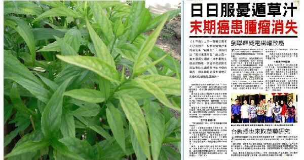 又是癌症謠言 網傳 憂遁草能抗癌 是神蹟抑或是豪洨